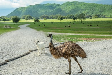 Beautiful emu bird and goat on road in safari park