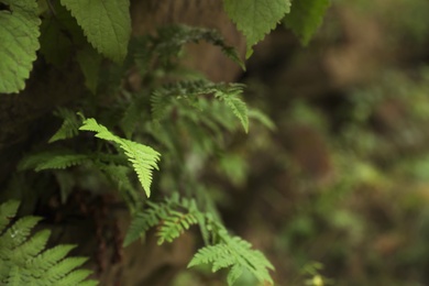 Tropical green fern leaves in wilderness, closeup. Space for text