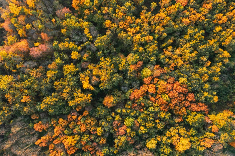 Image of Aerial view of beautiful forest on autumn day