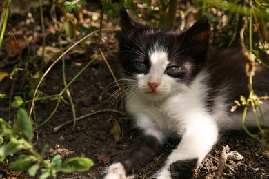 Cute fluffy cat resting at backyard outdoors, closeup