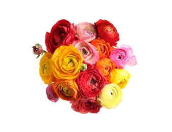 Beautiful fresh ranunculus flowers on white background, top view