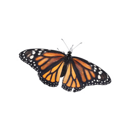 Photo of Beautiful fragile monarch butterfly isolated on white