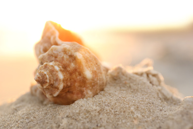 Beautiful seashell on pile of sand at sunrise, closeup