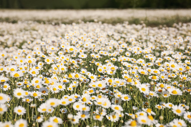 Closeup view of beautiful chamomile field on sunny day
