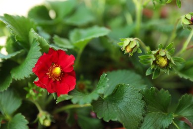 Beautiful strawberry plant with red flower and unripe fruits, closeup