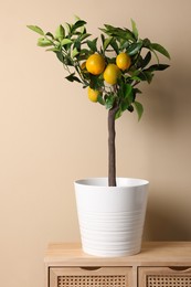 Idea for minimalist interior design. Small potted lemon tree with fruits on wooden table near beige wall