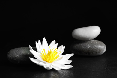 Stones and lotus flower on black table. Zen lifestyle