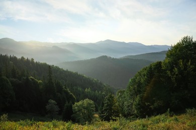 Beautiful mountain landscape with forest in morning