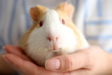 Woman holding cute small guinea pig, closeup