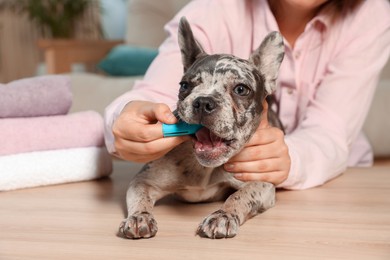 Photo of Woman brushing dog's teeth at table indoors, closeup