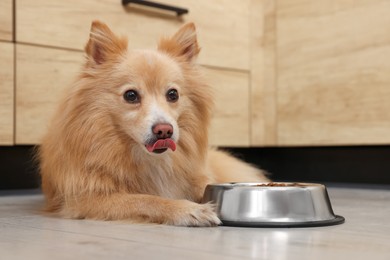 Cute Pomeranian spitz dog near feeding bowl on floor indoors