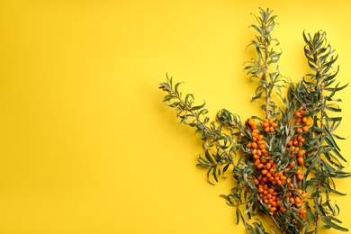 Branches of sea buckthorn on yellow background, flat lay. Space for text
