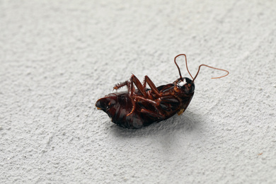 Dead brown cockroach on light grey stone background, closeup. Pest control