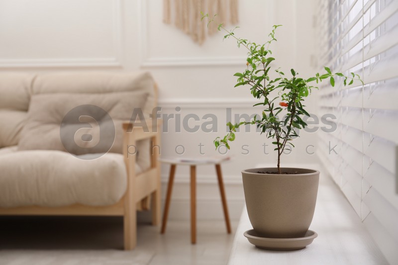 Photo of Young potted pomegranate tree on window sill indoors, space for text