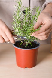 Woman cutting aromatic rosemary sprigs indoors, closeup