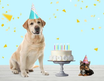Cute dogs with party hats and delicious birthday cake on white wooden surface against turquoise background