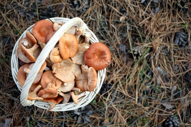 Wicker basket with fresh wild mushrooms in forest, top view. Space for text