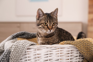 Photo of Cute tabby cat in basket with blanket at home. Lovely pet