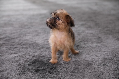 Adorable Brussels Griffon puppy near puddle on carpet indoors
