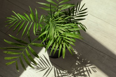 Photo of Beautiful green houseplant casting shadow on wooden floor indoors, above view