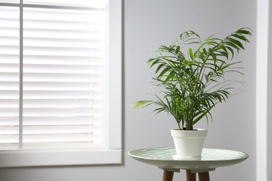 Photo of Beautiful Ravenea rivularis plant in pot on table indoors, space for text. House decor