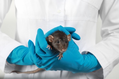 Scientist holding laboratory rat, closeup. Small rodent