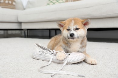 Cute akita inu puppy playing with shoe on carpet in living room