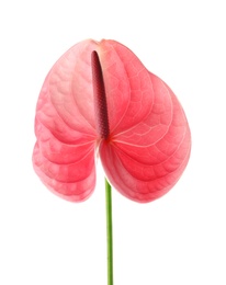 Beautiful pink anthurium flower on white background. Tropical plant