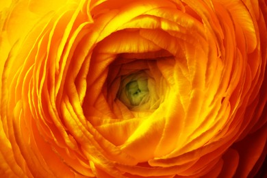 Closeup view of beautiful orange ranunculus flower