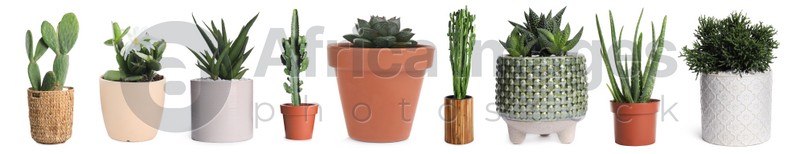 Set with different beautiful plants on white background. Banner design