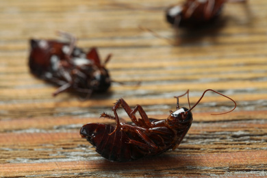 Dead brown cockroaches on wooden background, closeup. Pest control