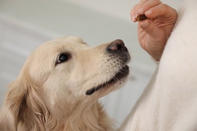 Photo of Woman giving pill to cute dog at home, closeup. Vitamins for animal