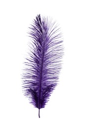 Photo of Beautiful purple violet feather on white background