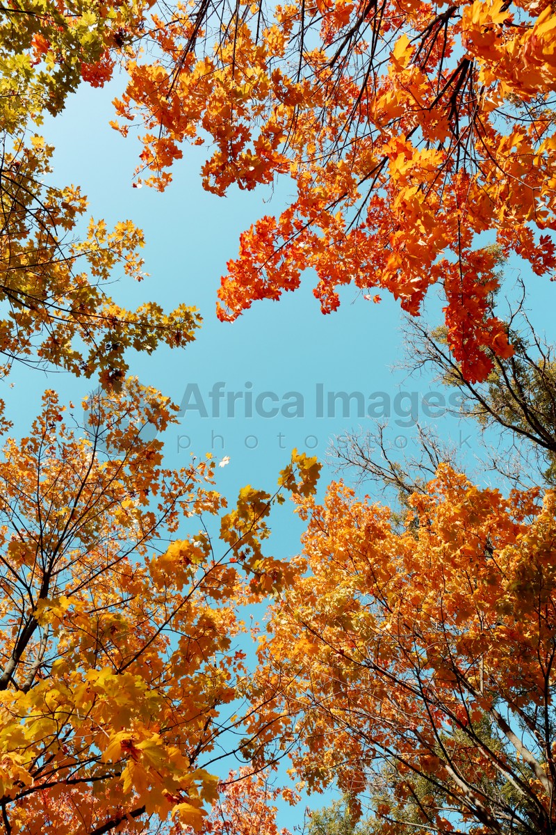Photo of Beautiful trees with bright leaves against sky on autumn day, low angle view