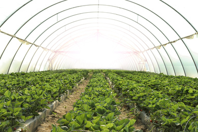 Photo of Rows of strawberry seedlings growing in greenhouse