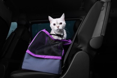 Cute white British Shorthair cat inside pet carrier in car