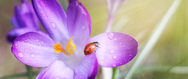 Ladybug on beautiful purple crocus flower, closeup. Banner design 