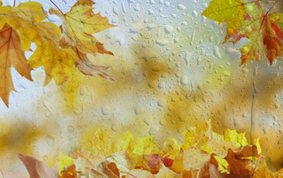 Beautiful autumn background with golden leaves on rainy day