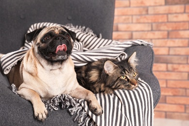 Cute cat and pug dog with blanket in armchair at home. Cozy winter