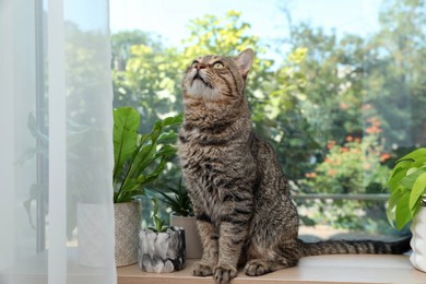 Cute tabby cat on window sill indoors