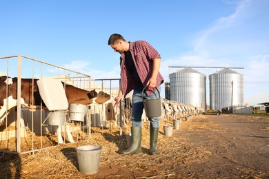 Worker stroking cute little calf on farm. Animal husbandry