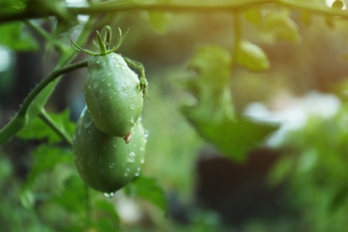 Unripe tomatoes on bush outdoors, closeup view