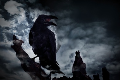 Creepy black crow croaking on old tree at night