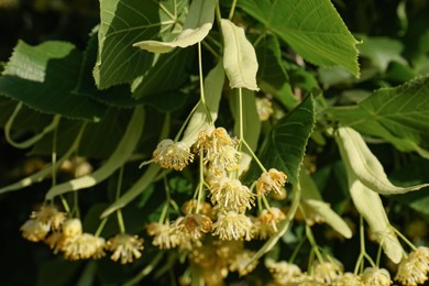 Beautiful linden tree with blossoms and green leaves outdoors, closeup