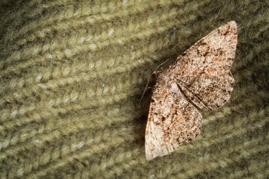 Photo of Single Alcis repandata moth on knitted wool sweater, closeup. Space for text