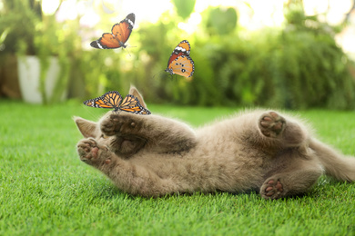 Scottish straight cat playing with butterflies on green grass