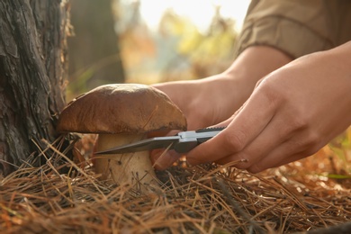 Woman cutting mushroom with knife in forest, closeup