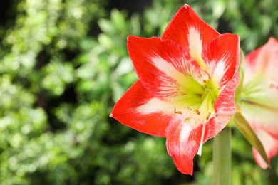 Photo of Beautiful red amaryllis flower on blurred background, closeup