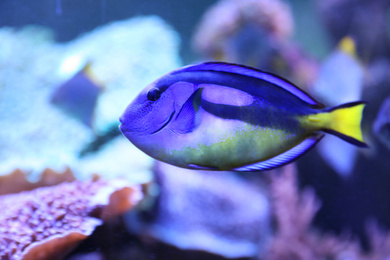 Beautiful tang fish swimming in clear aquarium