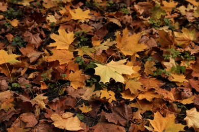 Beautiful view of dry autumn leaves in forest on autumn day